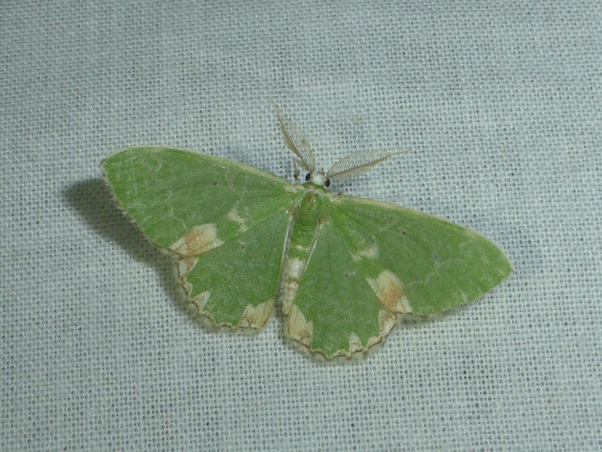 Illustration