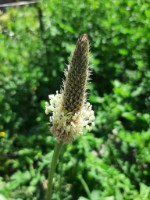 Afbeelding 3 groter tonen
